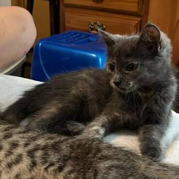 Dapple -  Domestic Short Hair Cat for Adoption in Detroit Lakes, Minnesota - Dapple | PetCurious