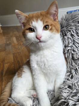 Domestic Short Hair Cats Available for Adoption - Curly Fry (bonded With Dot) | PetCurious