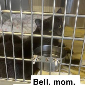 The Spicy Kittens - Bell (Mom) -  Domestic Short Hair Cat for Adoption in Washington, District Of Columbia - The Spicy Kittens - Bell (Mom) | PetCurious