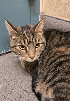 Tabby Cats Available for Adoption - Sushi | PetCurious