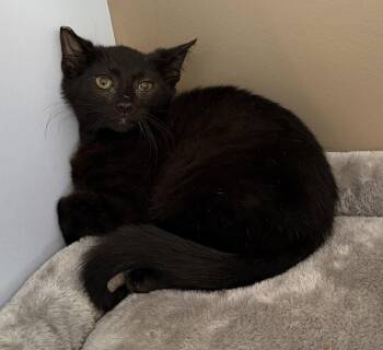 Banana -  Domestic Short Hair Cat for Adoption in Elkins, West Virginia - Banana | PetCurious