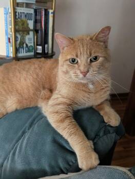 Walter -  Tabby and Domestic Short Hair Cat for Adoption in Skyline, Minnesota - Walter | PetCurious