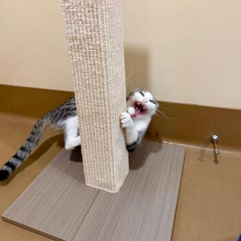 Socca -  Domestic Short Hair Cat for Adoption in Agoura Hills, California - Socca | PetCurious