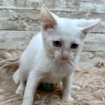 Pinkie -  Domestic Short Hair Cat for Adoption in Lexington, Kentucky - Pinkie | PetCurious