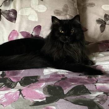 Rescue Domestic Long Hair Cats for Adoption in Rochester, Minnesota - Izzy | PetCurious