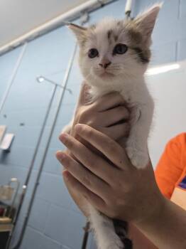 Darby -  Domestic Short Hair Cat for Adoption in Evansville, Indiana - Darby | PetCurious
