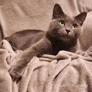 Simba -  American Shorthair and Russian Blue Cat for Adoption in Toms Brook, Virginia - Simba | PetCurious