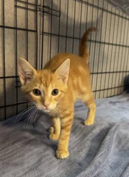 Ginger -  Domestic Short Hair Cat for Adoption in Dale City, Virginia - Ginger | PetCurious