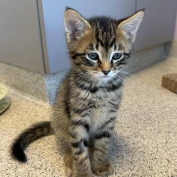 Sailor -  Domestic Short Hair Cat for Adoption in Cooperstown, New York - Sailor | PetCurious