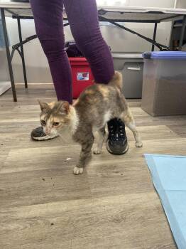 Omma -  Domestic Short Hair Cat for Adoption in Trenton, New Jersey - Omma | PetCurious