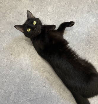 Rescue Domestic Short Hair Cats for Adoption in Arlington, Vermont - Moon Pie | PetCurious