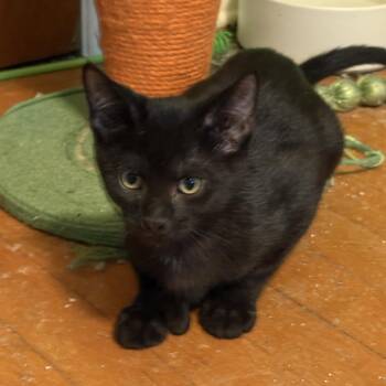 Panthro -  Domestic Short Hair Cat for Adoption in Medina, Ohio - Panthro | PetCurious