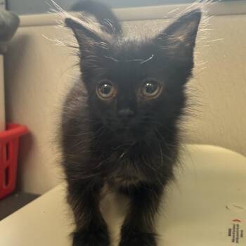 Lydia -  Domestic Long Hair Cat for Adoption in Uniontown, Pennsylvania - Lydia | PetCurious