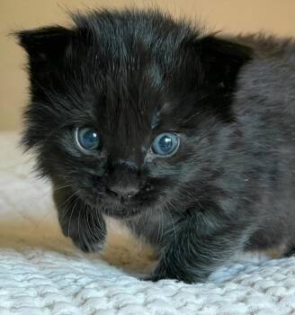 Domestic Short Hair Cats Available for Adoption in Campbell, California - Big Mac | PetCurious