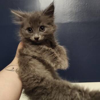 Espresso -  Domestic Medium Hair Cat for Adoption in Durham, North Carolina - Espresso | PetCurious