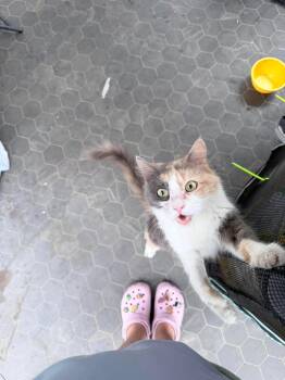 Domestic Long Hair Cats Available for Adoption in Long Beach, California - Bonbon | PetCurious