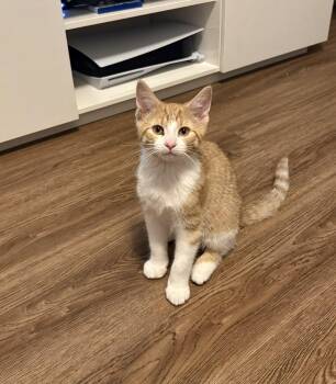 Sporty-Must be adopted with Posh -  Domestic Short Hair Cat for Adoption in Toronto, Ontario - Sporty-Must Be Adopted With Posh | PetCurious