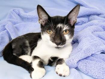 SLIM SHADY -  Domestic Short Hair Cat for Adoption in Fort Lauderdale, Florida - SLIM SHADY | PetCurious