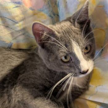 Rescue Domestic Short Hair Cats for Adoption in Greenwood, Missouri - Loki | PetCurious
