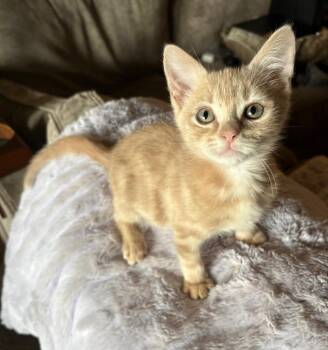 Alexander -  Tabby Cat for Adoption in San Antonio, Texas - Alexander | PetCurious