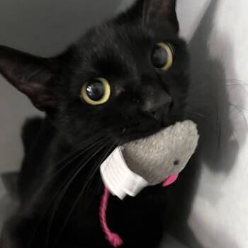 Scout -  Domestic Short Hair Cat for Adoption in Sarasota, Florida - Scout | PetCurious