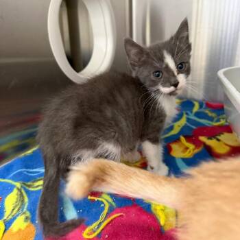 Olie -  Domestic Short Hair Cat for Adoption in Detroit Lakes, Minnesota - Olie | PetCurious