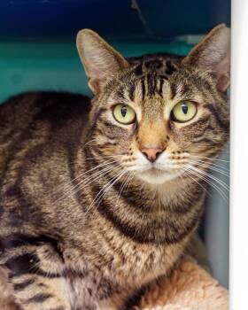 Rocky -  Domestic Short Hair Cat for Adoption in Novato, California - Rocky | PetCurious