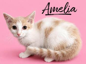 Amelia -  Domestic Short Hair Cat for Adoption in Rutherfordton, North Carolina - Amelia | PetCurious