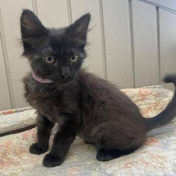 Domestic Short Hair Cats Available for Adoption - Leanne | PetCurious