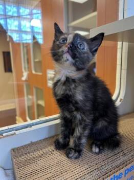 TAY -  Domestic Short Hair Cat Available for Adoption in Thousand Palms, California - TAY | PetCurious