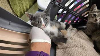 BRYNN -  Domestic Short Hair Cat for Adoption in Riverside, California - BRYNN | PetCurious