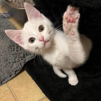 Rescue Domestic Short Hair Cats for Adoption in Stoughton, Wisconsin - Mike Wazowski | PetCurious