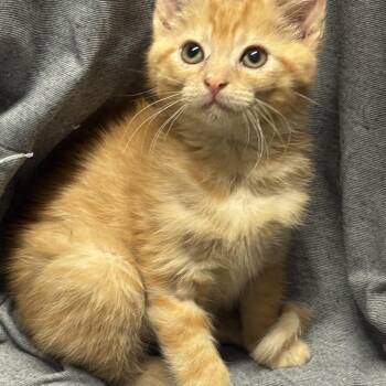 Domestic Short Hair Cats Available for Adoption in Fredericksburg, Virginia - Ziptang  | PetCurious
