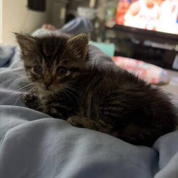 Skitty -  Domestic Short Hair Cat for Adoption in Redwood City, California - Skitty | PetCurious