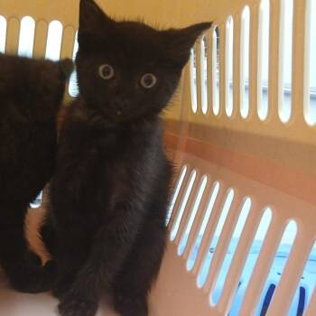 Bugsy -  Domestic Short Hair Cat for Adoption in Chattanooga, Tennessee - Bugsy | PetCurious