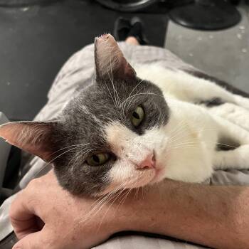 Larry (FIV Positive) -  Domestic Short Hair Cat for Adoption in Houston, Texas - Larry (FIV Positive) | PetCurious