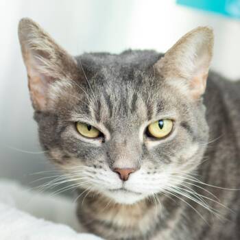 Libby -  Domestic Short Hair Cat for Adoption in Middletown, Rhode Island - Libby | PetCurious