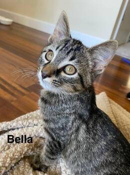 Rescue Tabby Cats for Adoption in New Albany, Ohio - Bella | PetCurious