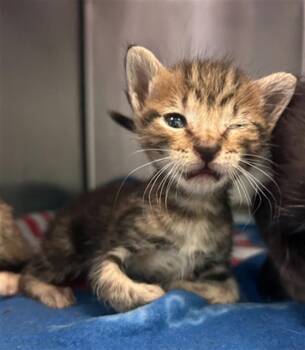WAFFLE -  Domestic Short Hair Cat for Adoption in Dallas, Texas - WAFFLE | PetCurious