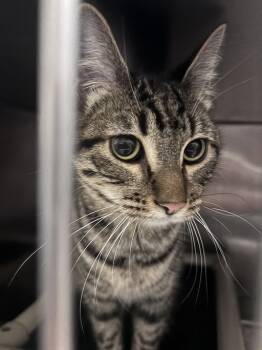Rescue Domestic Short Hair Cats for Adoption in Las Vegas, Nevada - SANTANA | PetCurious