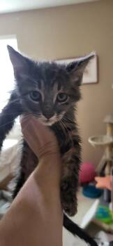 Dwight -  Domestic Short Hair Cat for Adoption in Fort Worth, Texas - Dwight | PetCurious