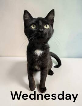 Wednesday -  Domestic Short Hair Cat for Adoption in Weems, Virginia - Wednesday | PetCurious
