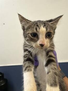 MARVIN -  Domestic Short Hair Cat for Adoption in Doral, Florida - MARVIN | PetCurious