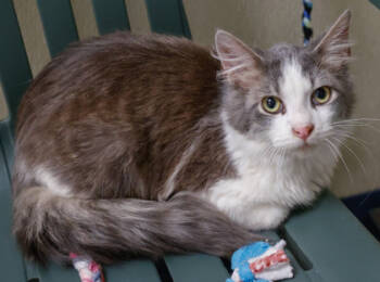 Rescue Domestic Medium Hair and Domestic Short Hair Cats for Adoption in Baraboo, Wisconsin - Laffy Taffy | PetCurious