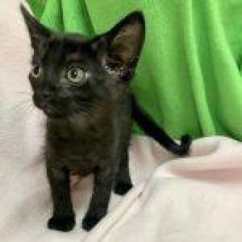 Aspen -  Domestic Short Hair Cat for Adoption in Green Valley, Arizona - Aspen | PetCurious