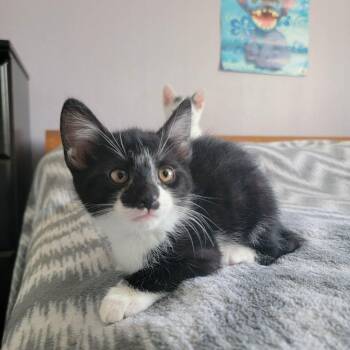 Luci -  American Shorthair Cat Available for Adoption in Hagaman, New York - Luci | PetCurious