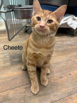 Cheeto -  Domestic Short Hair Cat for Adoption in Cambridge, Maryland - Cheeto | PetCurious