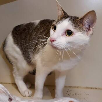 Domestic Short Hair Cats Available for Adoption in Dayton, Ohio - Tang Fish | PetCurious
