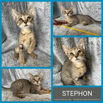 Stephon -  Domestic Short Hair Cat Available for Adoption in Corpus Christi, Texas - Stephon | PetCurious