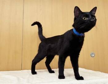 Domestic Short Hair Cats Available for Adoption in Brentwood, Missouri - SWEETNESS | PetCurious